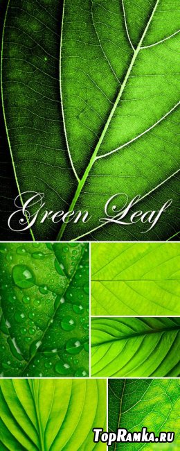 Stock Photo - Green Leaf