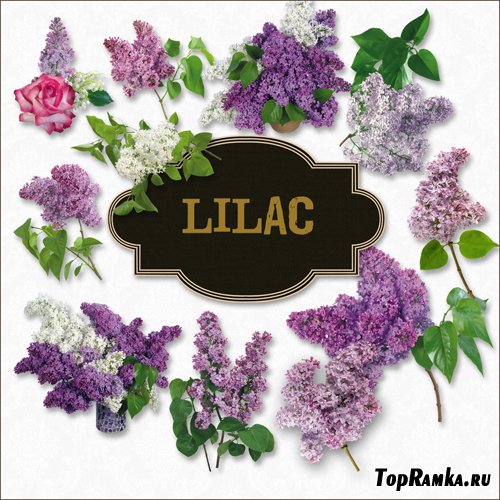 Scrap-kit - Lilac Set (PNG)