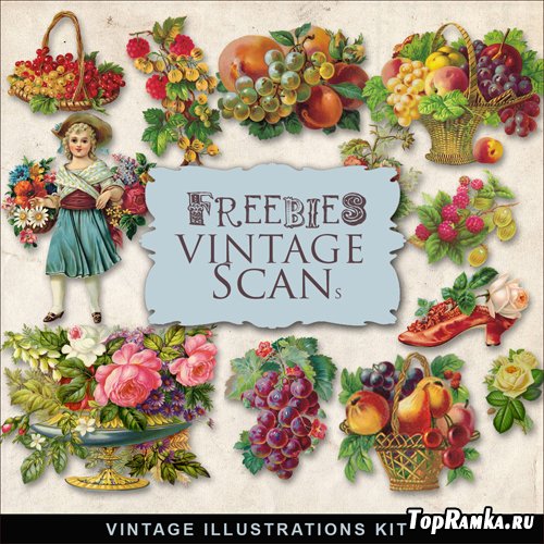 Scrap-kit - Berries Vintage Illustration