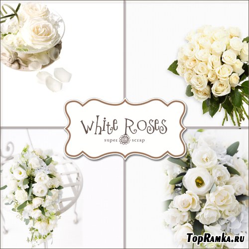 Textures - White Roses Backgrounds