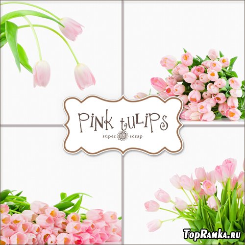 Backgrounds - Pink Tulips