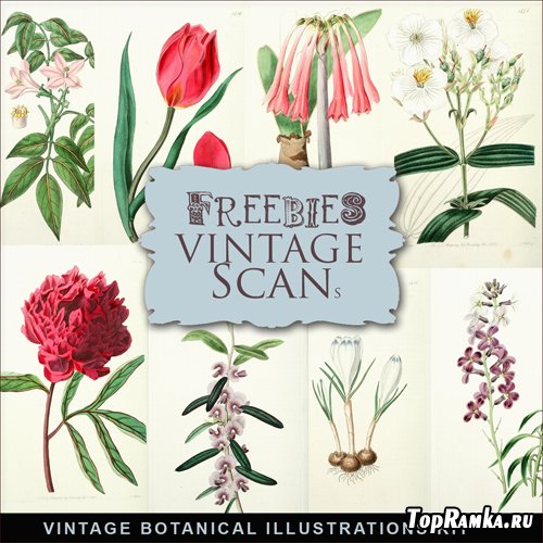 Scrap-kit - Vintage Botanical Illustrations #1