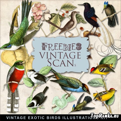 Scrap-kit - Vintage Exotic Birds Illustrations