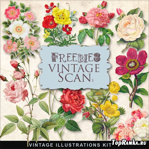 Scrap-kit - Vintage Flowers Illustrations #7