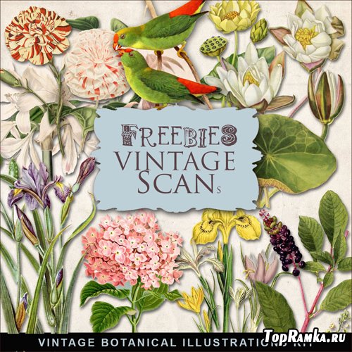 Scrap-kit - Vintage Botanical Illustrations #3