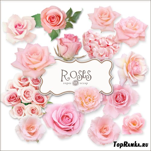 Scrap-kit - Vintage Roses Illustrations #2