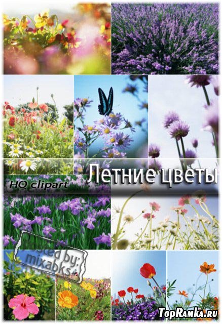   | Summer fields (UHQ clipart)