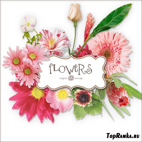 Scrap-kit - Flowers Illustrations #1