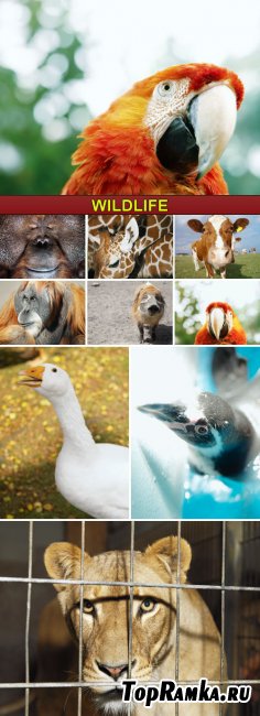 Stock Photo - Wildlife