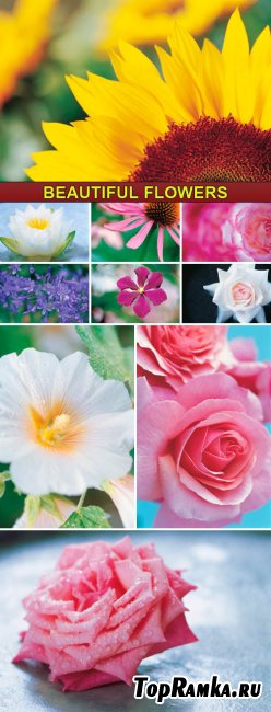 Stock Photo - Beautiful flowers