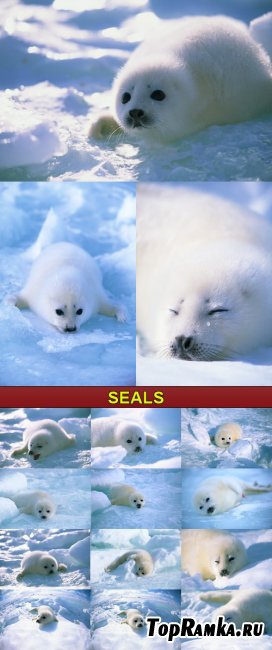 Stock Photo - Seals