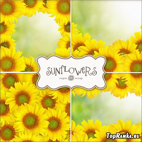 Textures - Sunflowers Backgrounds