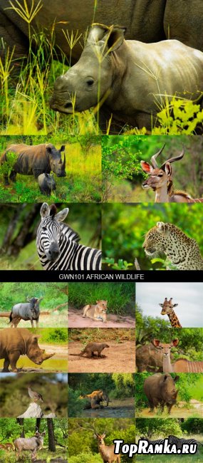 Stock Images - GWN101 African Wildlife