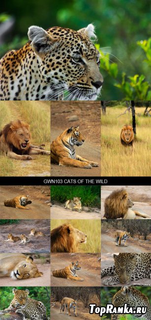 Stock Images - GWN103 Cats of the Wild
