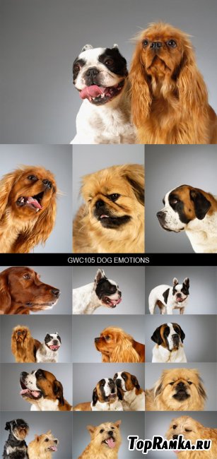 Stock Images - GWC105 Dog Emotions