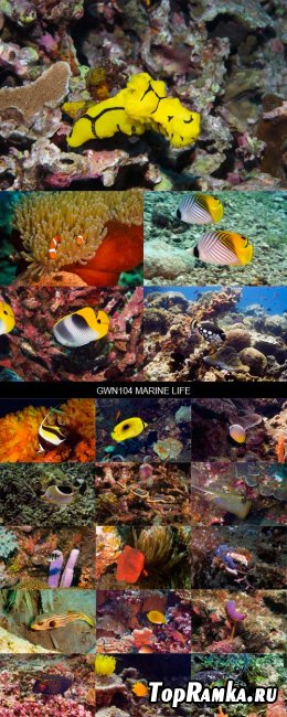 Stock Images - GWN104 Marine Life