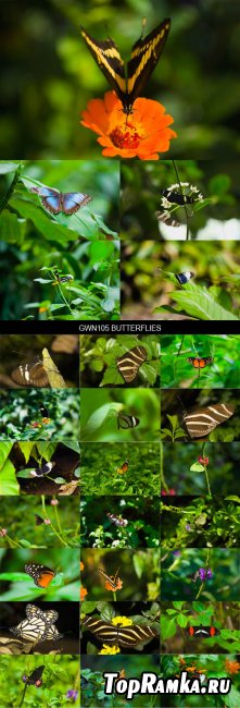 Stock Images - GWN105 Butterflies