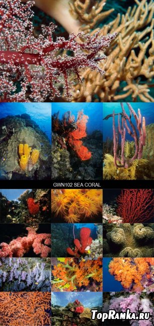 Stock Images - GWN102 Sea Coral