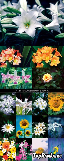 Stock Images - WT20 - Discover Nature Flora