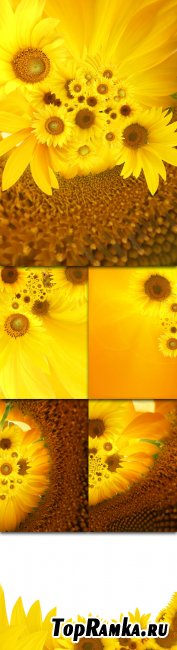 Sunflowers Photo Cliparts