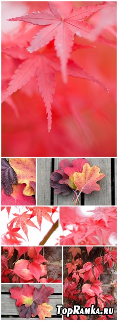 Autumn Backgrounds - Autumn backgrounds, leaves