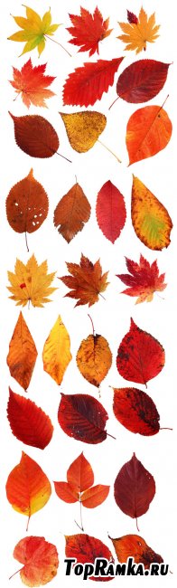 Autumn Leaves PNG Cliparts