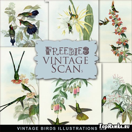 Scrap-kit - Vintage Birds Illustrations #1