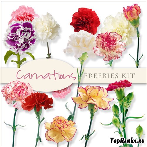 Scrap-kit - Carnations