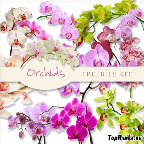 Scrap-kit - Orchids Images #1