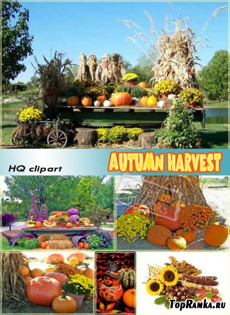   | Autumn Harvest (HQ clipart)