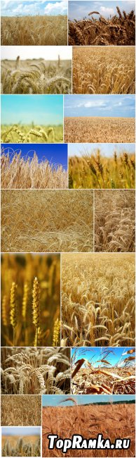 Wheat Field Cliparts