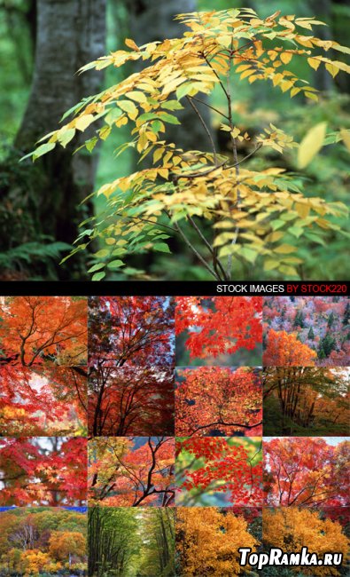 Stock Photo - MX-006 Scenes From Autumn