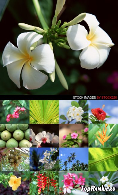 Stock Photo - MX-003 Plants of Paradise