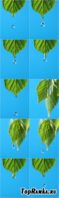 Photo Cliparts - Drop in green leaves