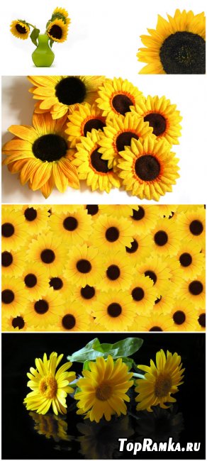 Photo Cliparts - Sunflower (Part 3)