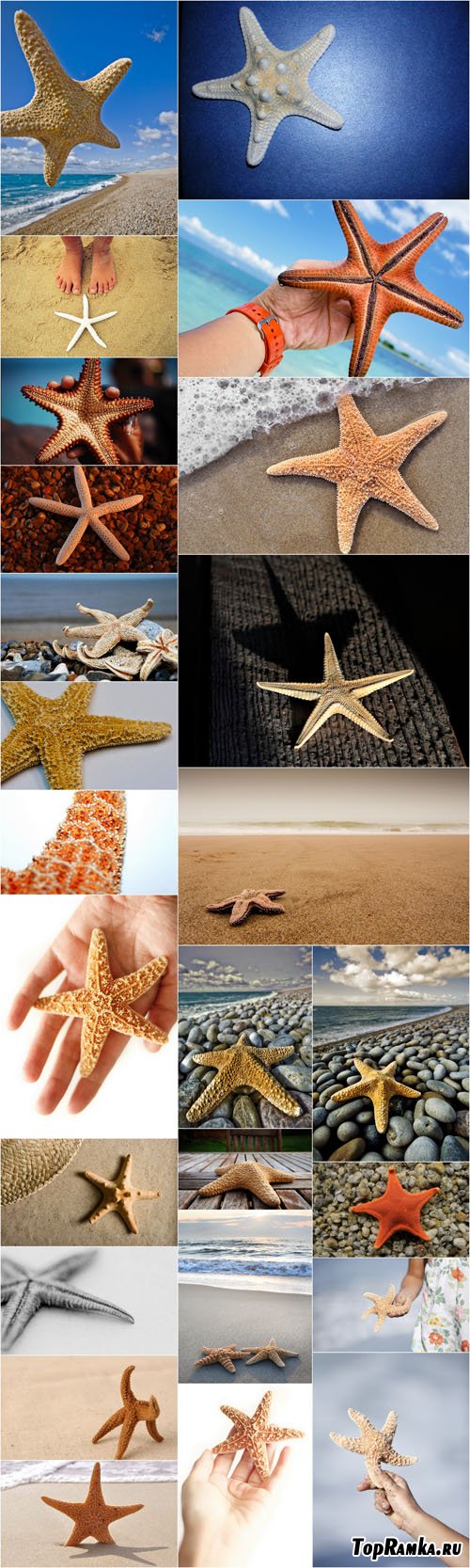 Photo Cliparts - Starfish