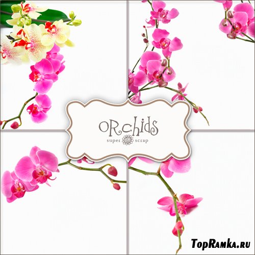 Textures - Orchids Backgrounds #3