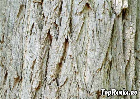 Фотографии коры, мха, годовых колец деревьев