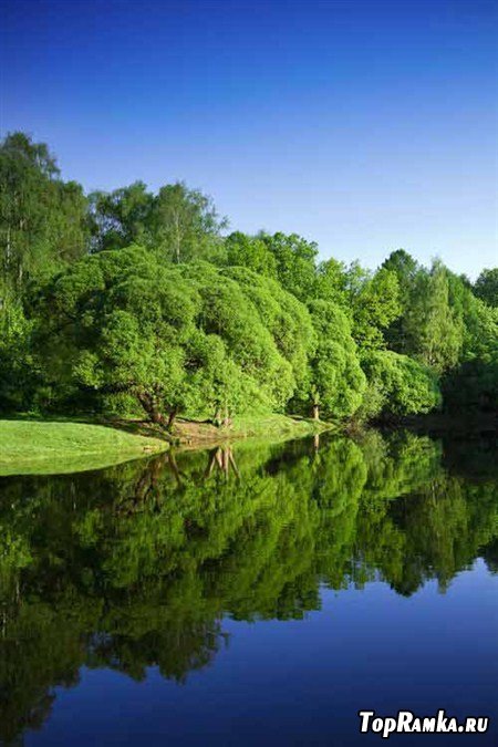 Фотки зеленых деревьев и рек