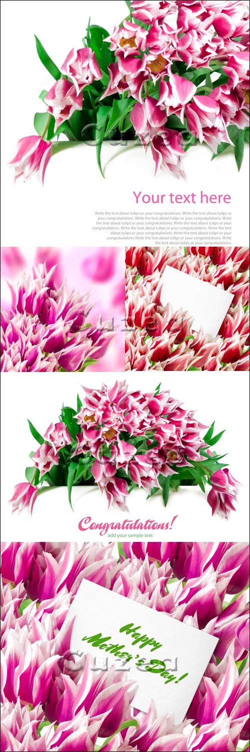 Stock photo -    /  Pink tulips with card