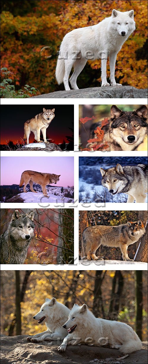   / Wolf on nature - stock photo