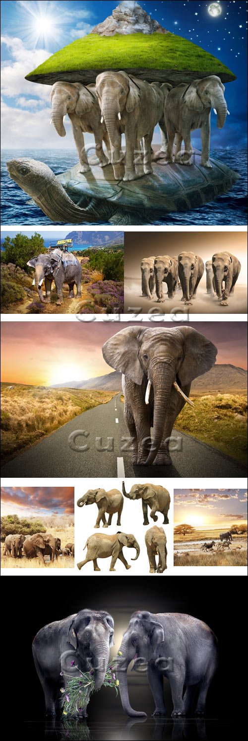     / Elephants on nature  background - Stock photo