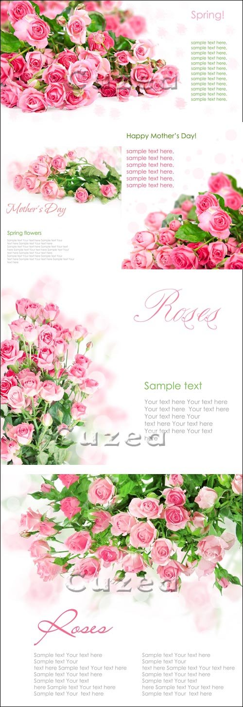     / Roses  background - Stock photo