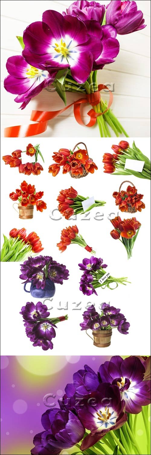    / Beautiful tulips - Stock photo