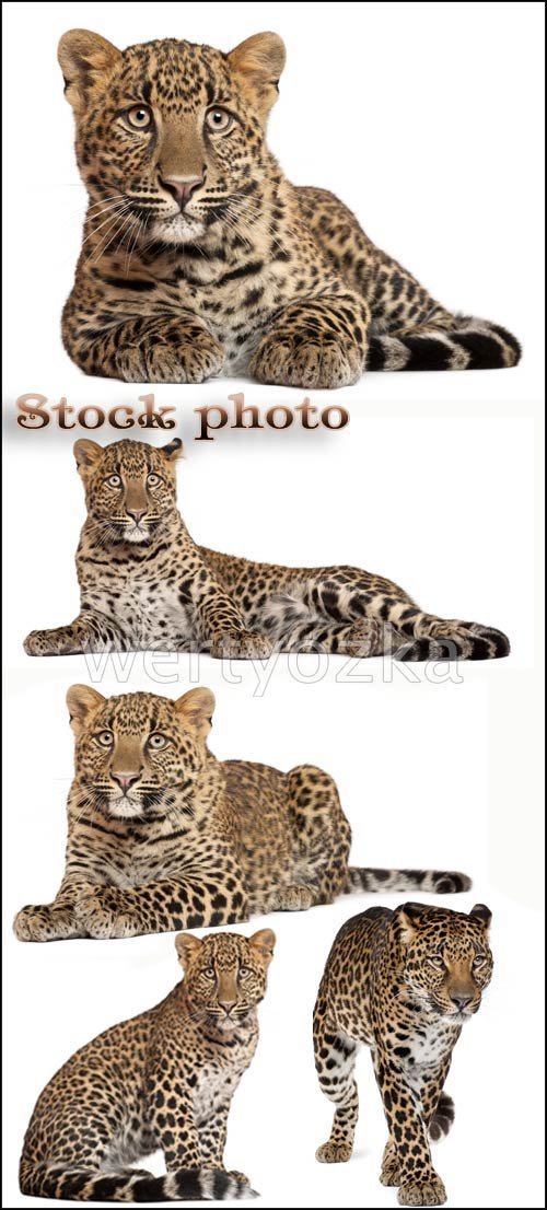 ,  / Leopards, predatory cats - Raster clipart