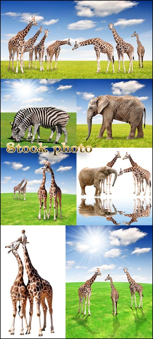     / Animals on nature background - raster clipart