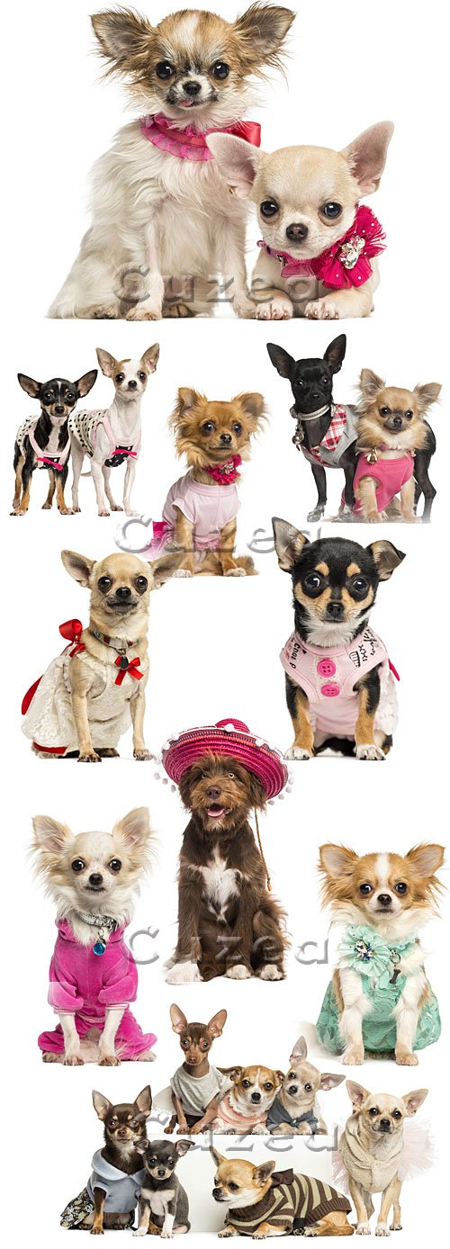      / Group of dressed-up Chihuahuas, isolated on white - stock photo