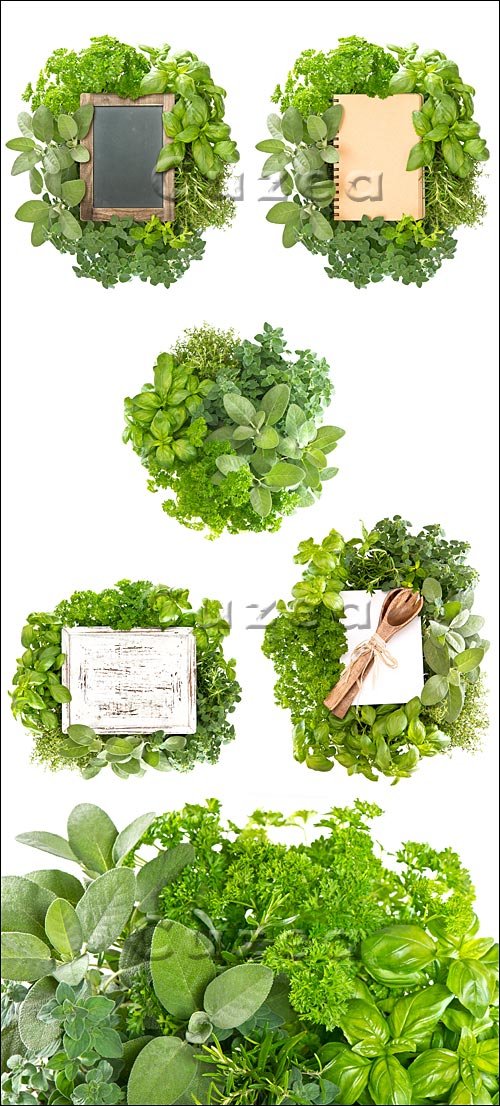      / Fresh herbs with wooden board - stock photo