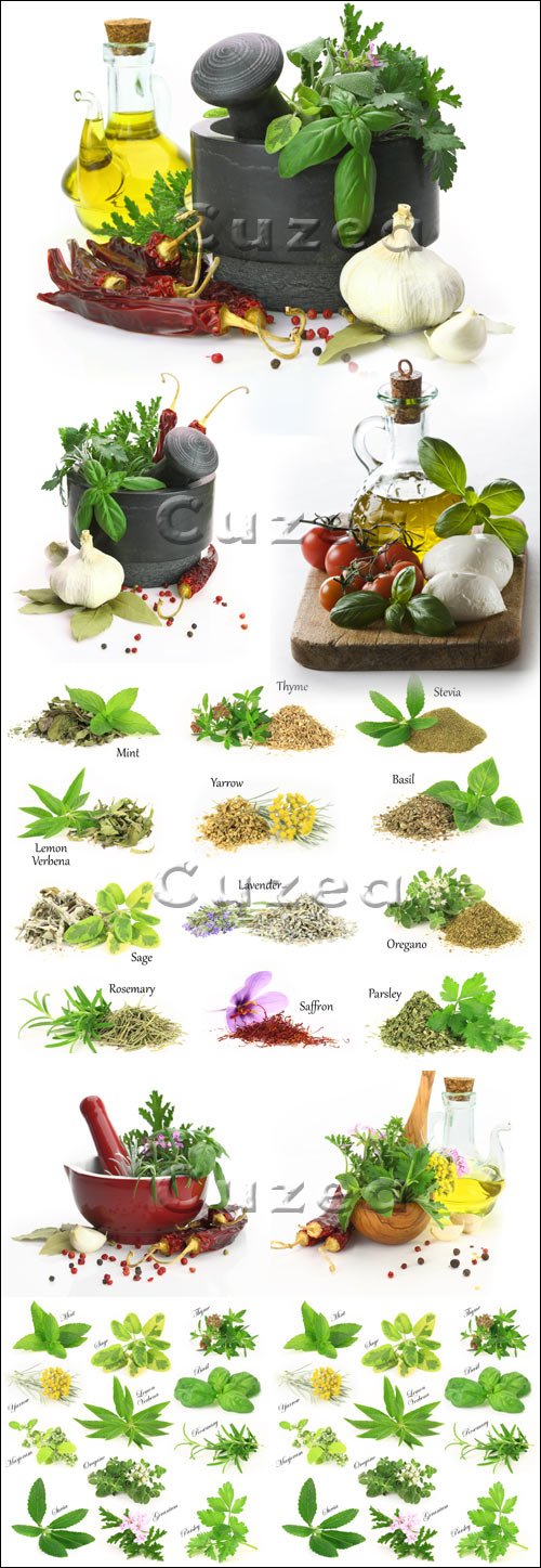        / Olive oil and herbs on white background - stock photo