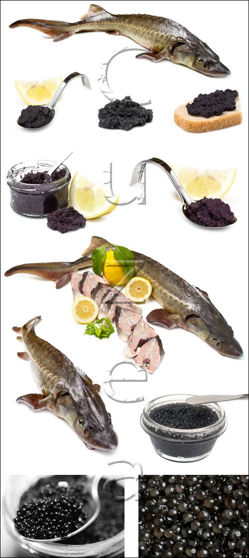    / Fish and caviar - stock photo